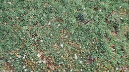 Image of Mesembryanthemum parviflorum Jacq.