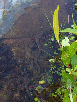 Image of Two-striped Garter Snake