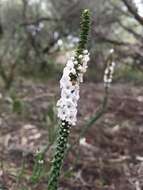 Imagem de Epacris microphylla R. Br.