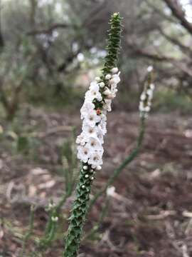 Sivun Epacris microphylla R. Br. kuva