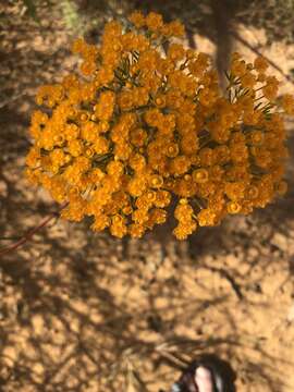 Imagem de Verticordia nitens (Lindley) Schauer