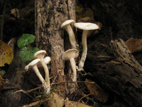 Imagem de Leucocybe houghtonii