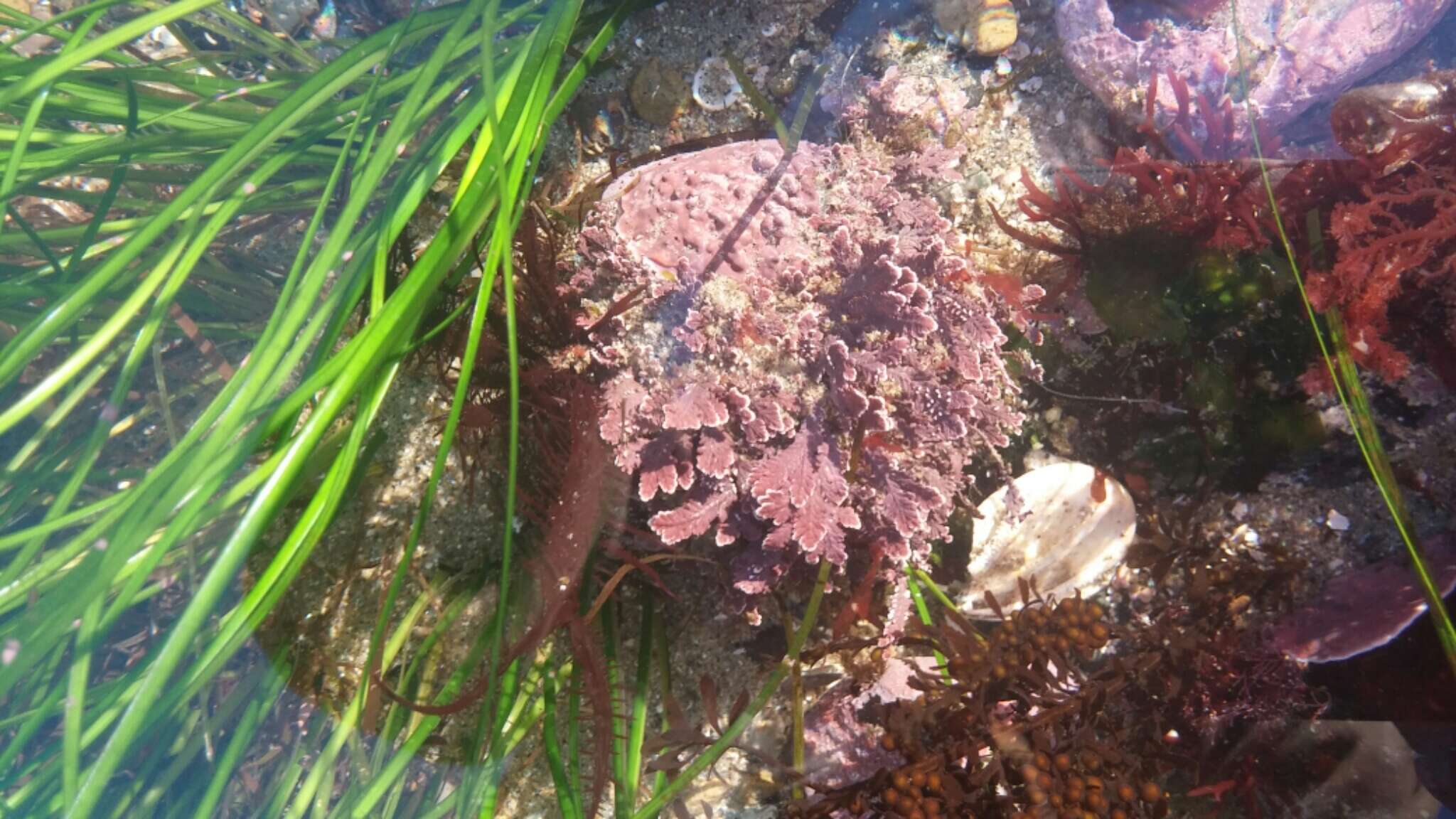 Image of Corallina pinnatifolia