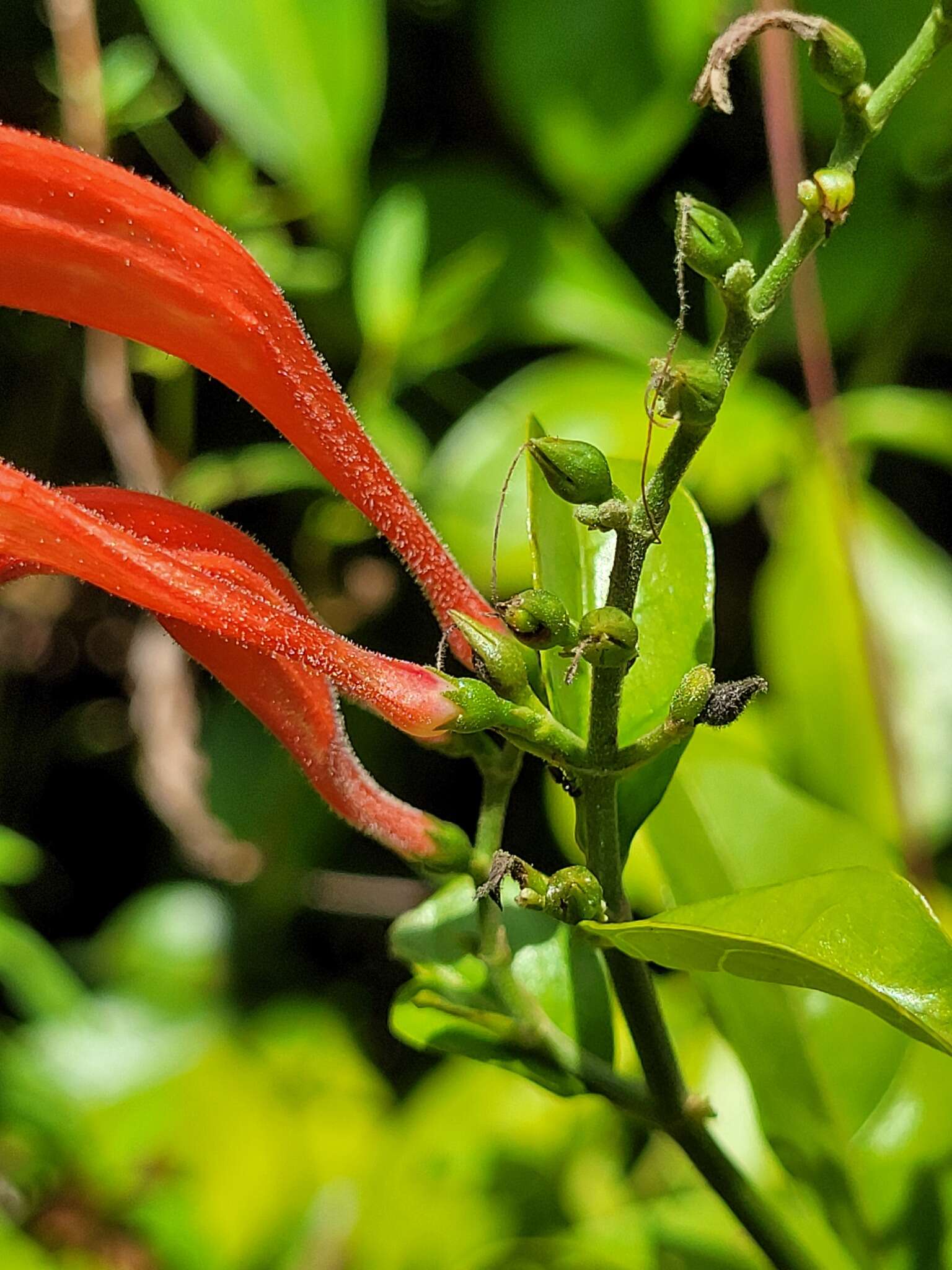 Image of Thyrsacanthus secundus (Leonard) A. L. A. Côrtes & Rapini