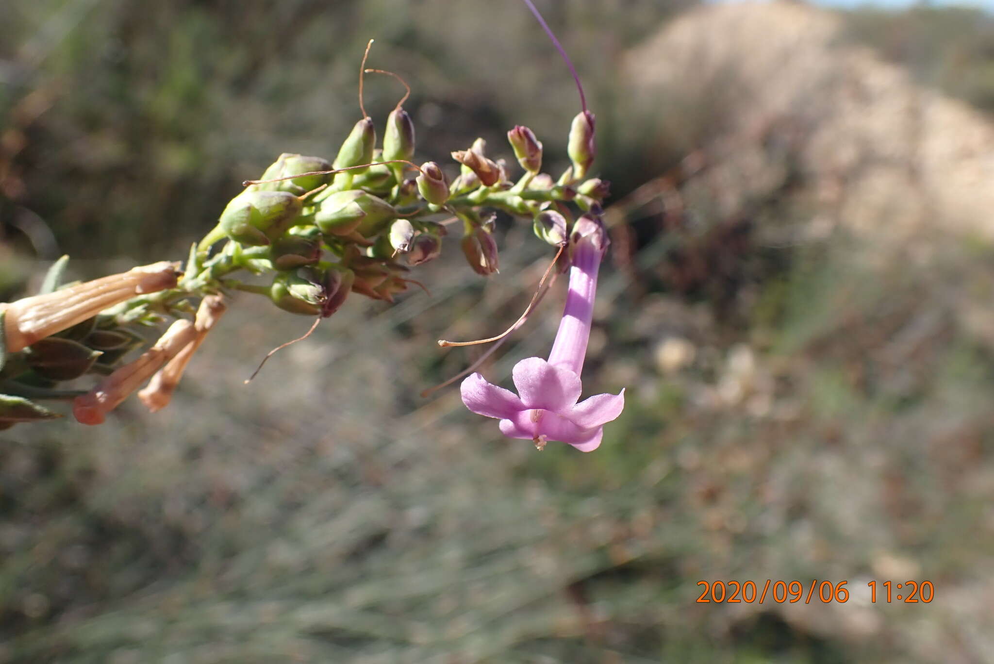 Image of Freylinia vlokii E. J. Van Jaarsveld