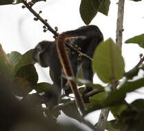 Cercopithecus ascanius schmidti Matschie 1892 resmi