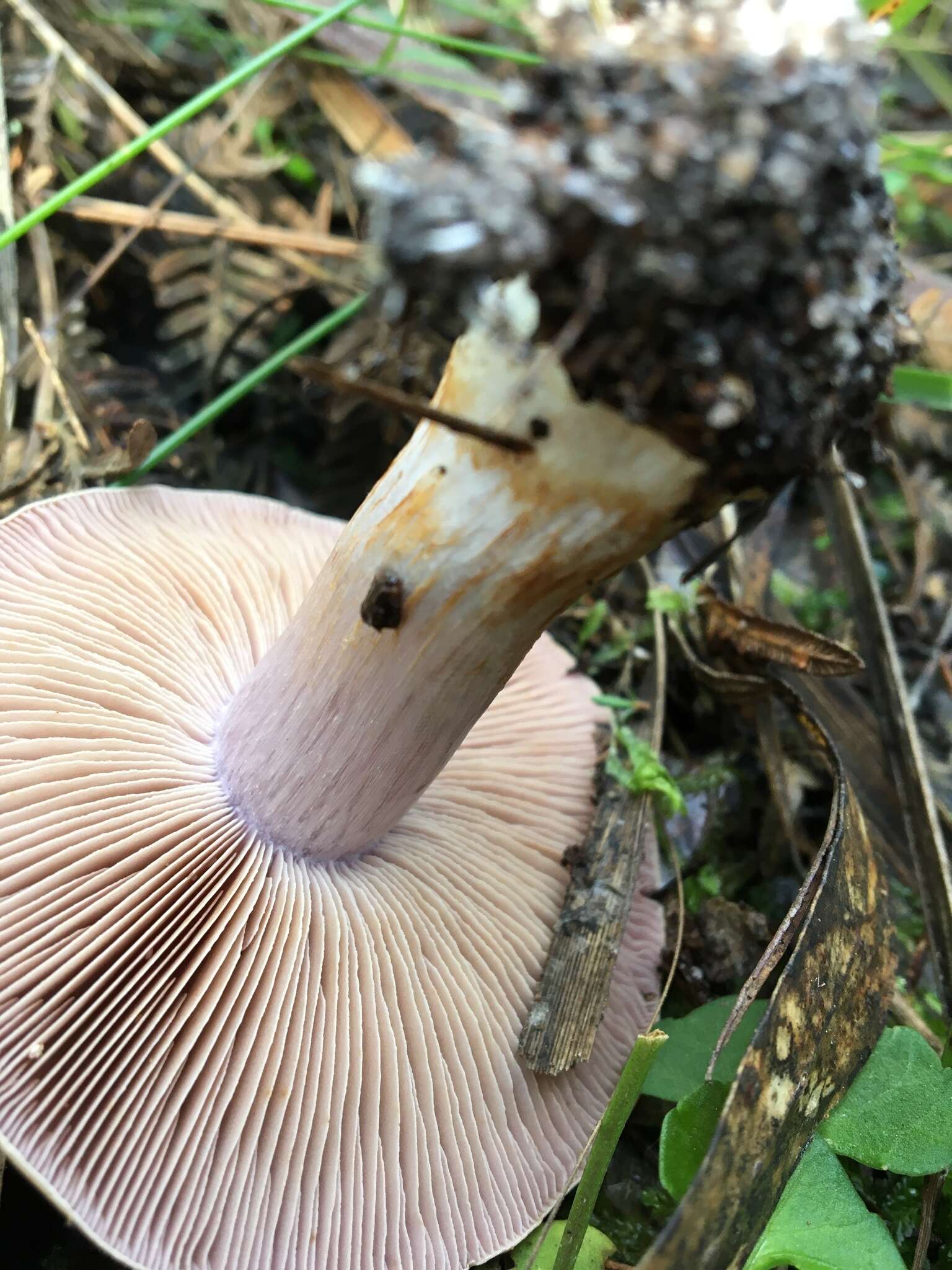 Image of Cortinarius coelopus Gasparini 2007