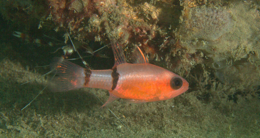 Image of Barred Cardinalfish