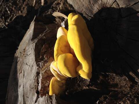 Image of Laetiporus gilbertsonii Burds. 2001