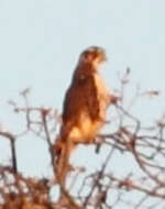 Image of Prairie Falcon