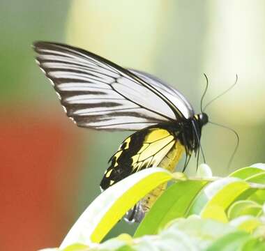 Image of Golden Birdwing