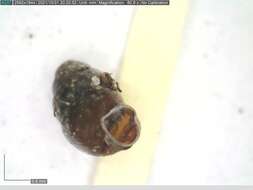 Image of Marsh Whorl Snail