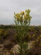 Image of dune ragwort