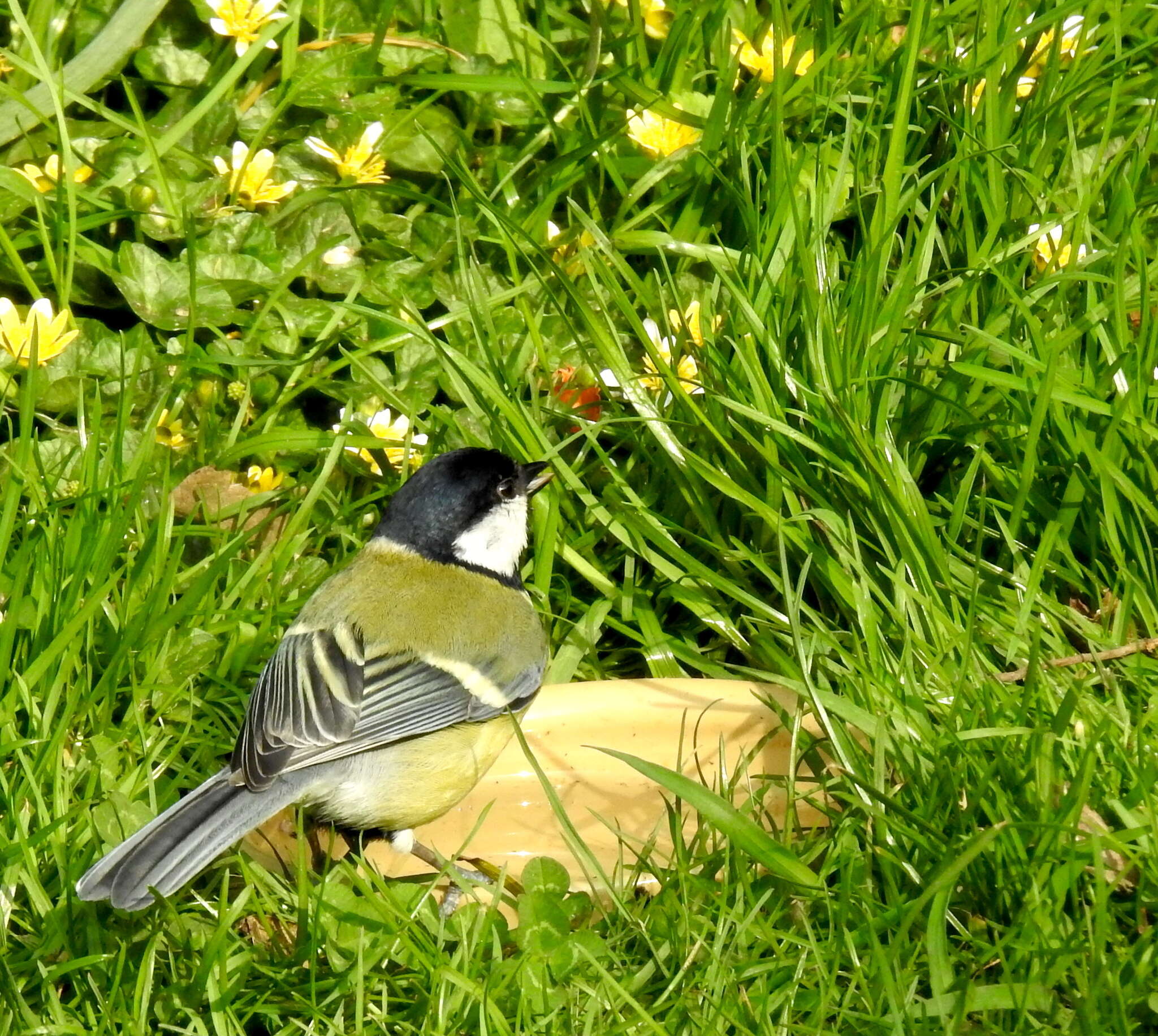 Image of Parus major newtoni Pražák 1894