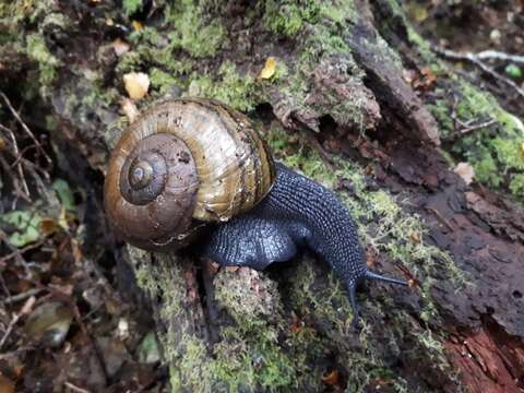 Image of Powelliphanta hochstetteri consobrina (Powell 1936)