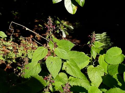 Image of hedge nettle