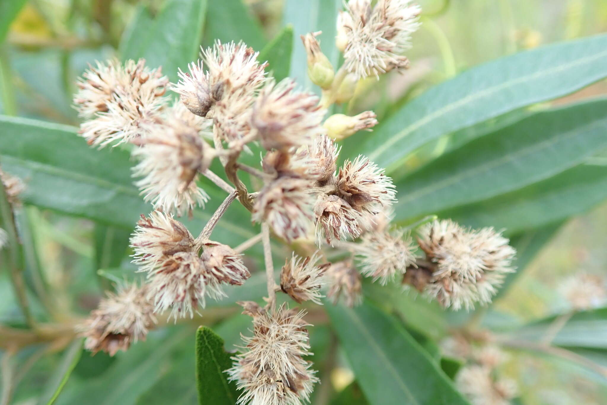 Image of Brachylaena neriifolia (L.) R. Br.