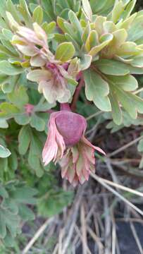 Sivun Paeonia brownii Dougl. kuva