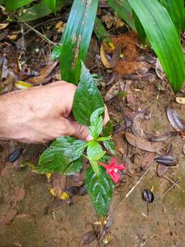 Image of Yerba-Maravilla