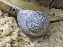 Image of Iberus alonensis (A. Férussac 1821)