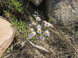 Image of New York aster