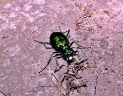 Image of Six Spotted Tiger Beetle