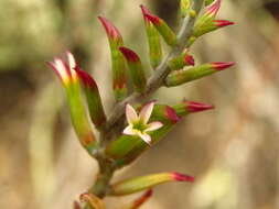 Sivun Adromischus triflorus (L. fil.) Berger kuva