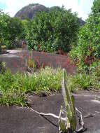 Image of Pitcairnia nuda Baker
