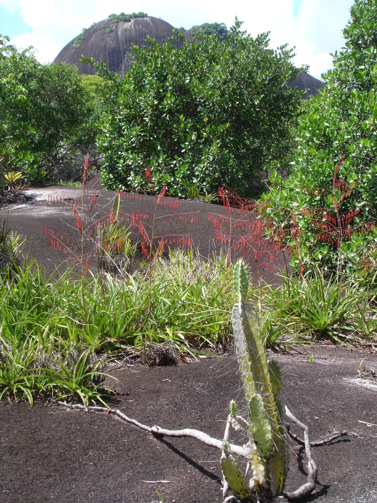 Image of Pitcairnia nuda Baker