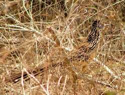 Image of Lesser Roadrunner