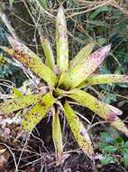 Tillandsia biflora Ruiz & Pav. resmi