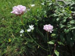 صورة Armeria saviana Selvi