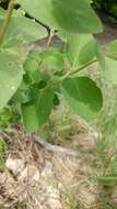 Image of Symphoricarpos Dill. ex Juss.