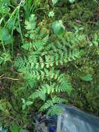 Plancia ëd Athyrium spinulosum (Maxim.) Milde