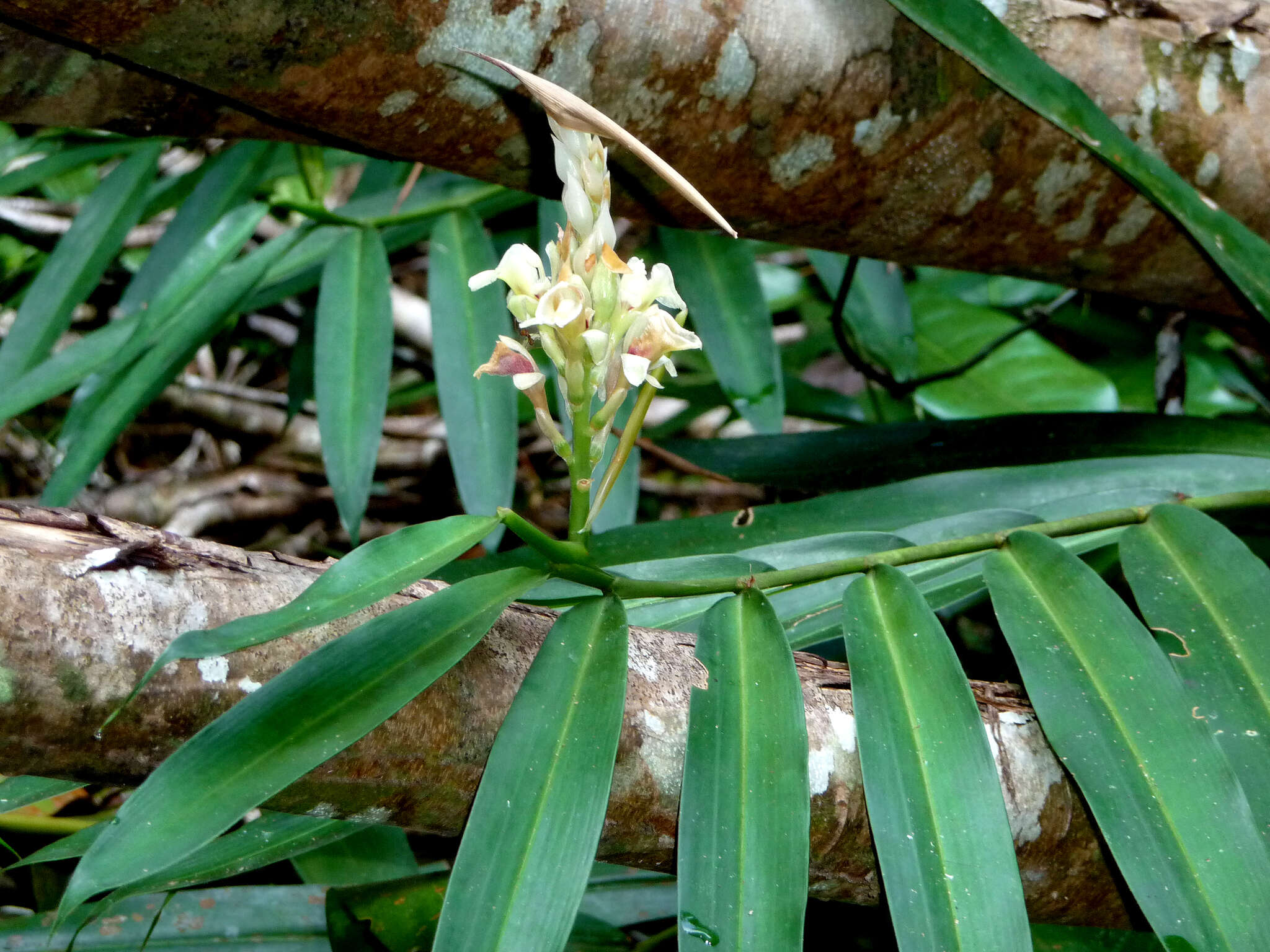 Image of Alpinia oxymitra K. Schum.