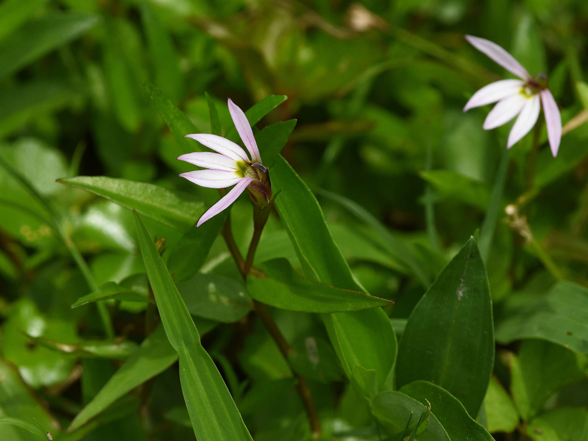 Image of Chinese lobelia