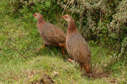 Image of Jackson's Francolin