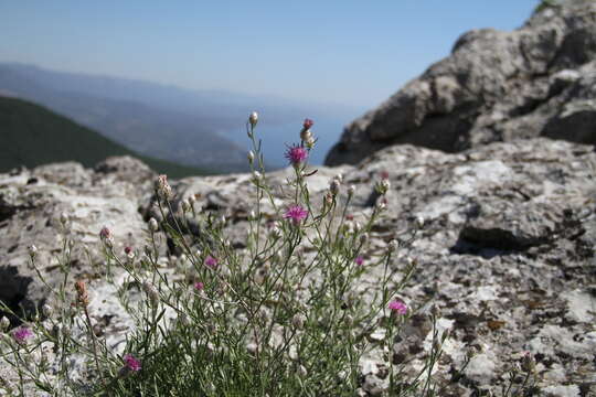 Centaurea sterilis Stev. resmi