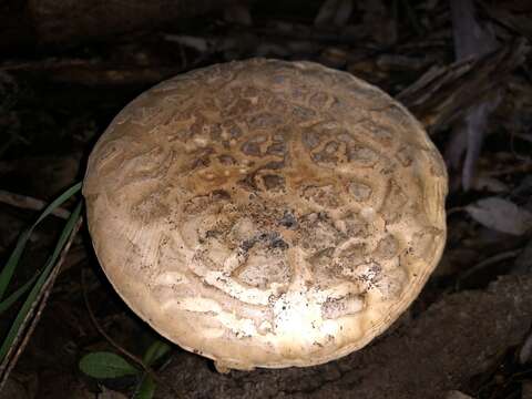 Image of Amanita ochrophylla (Cooke & Massee) Cleland 1924