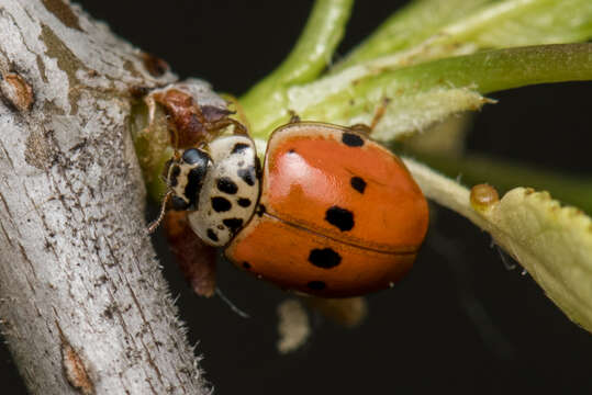 صورة Adalia decempunctata (Linnaeus 1758)