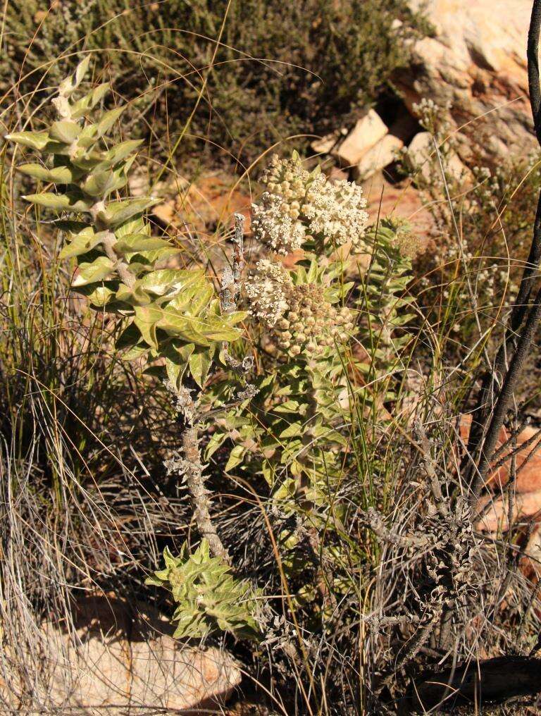 Image of Mountain milkbush