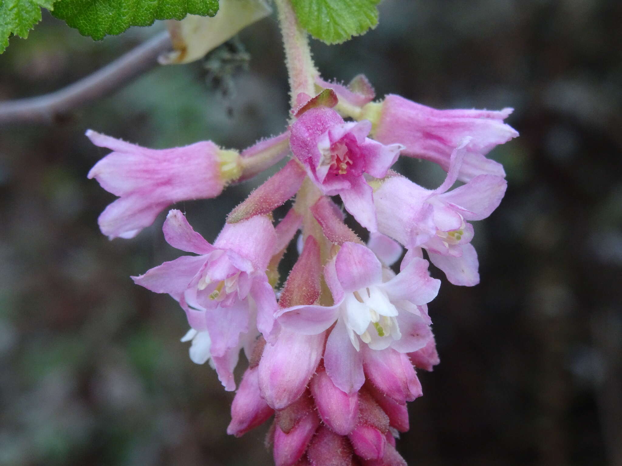 Image of Red Flowering Currant