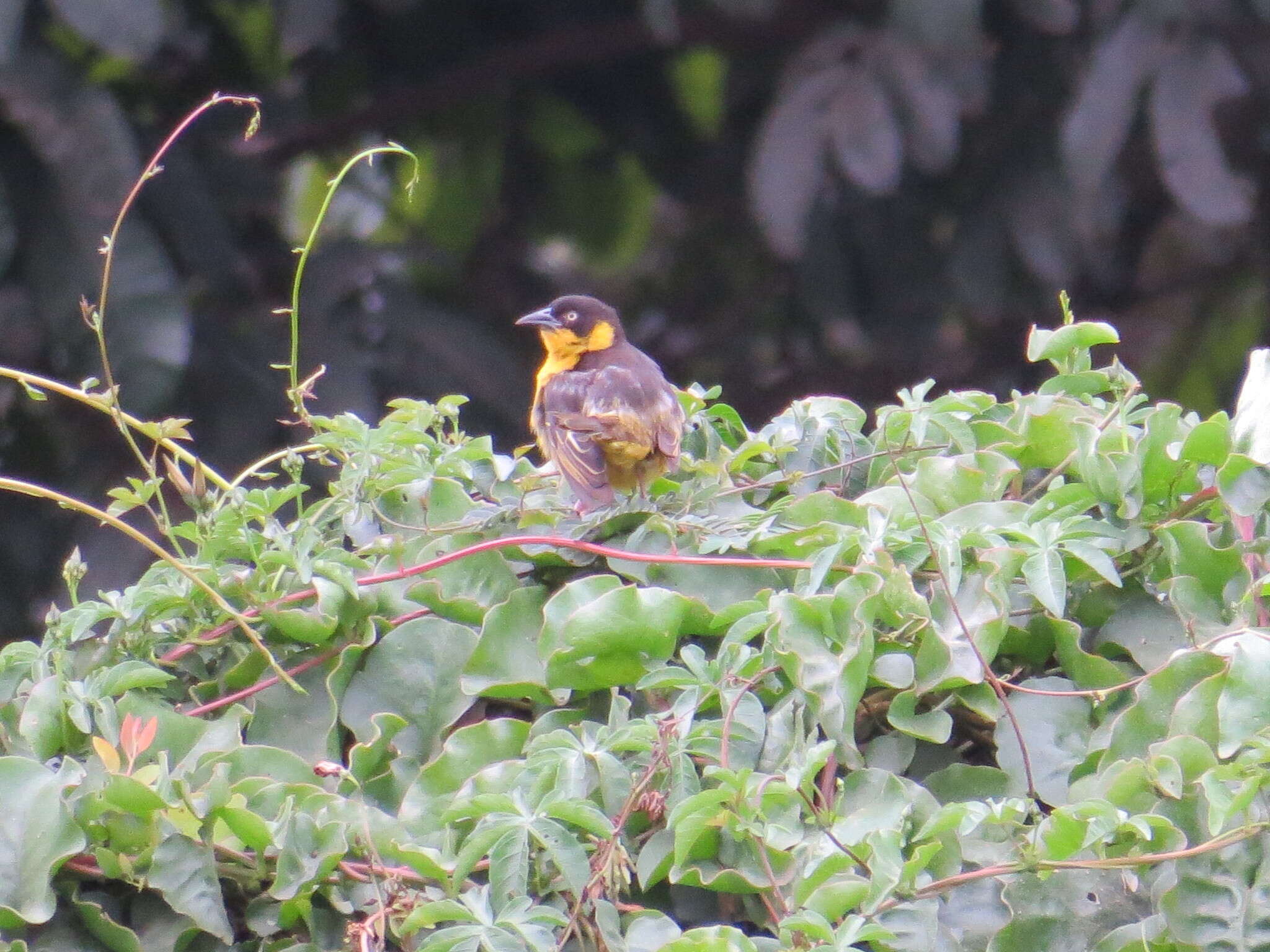 Image of Baglafecht Weaver