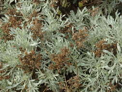 Слика од Artemisia argentea L'Hér.