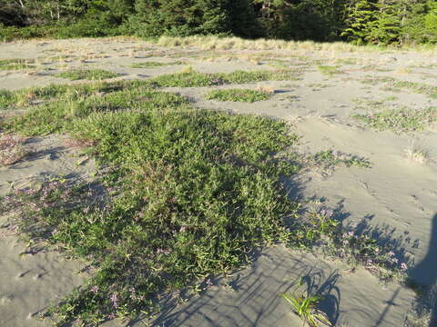 Image of seashore lupine