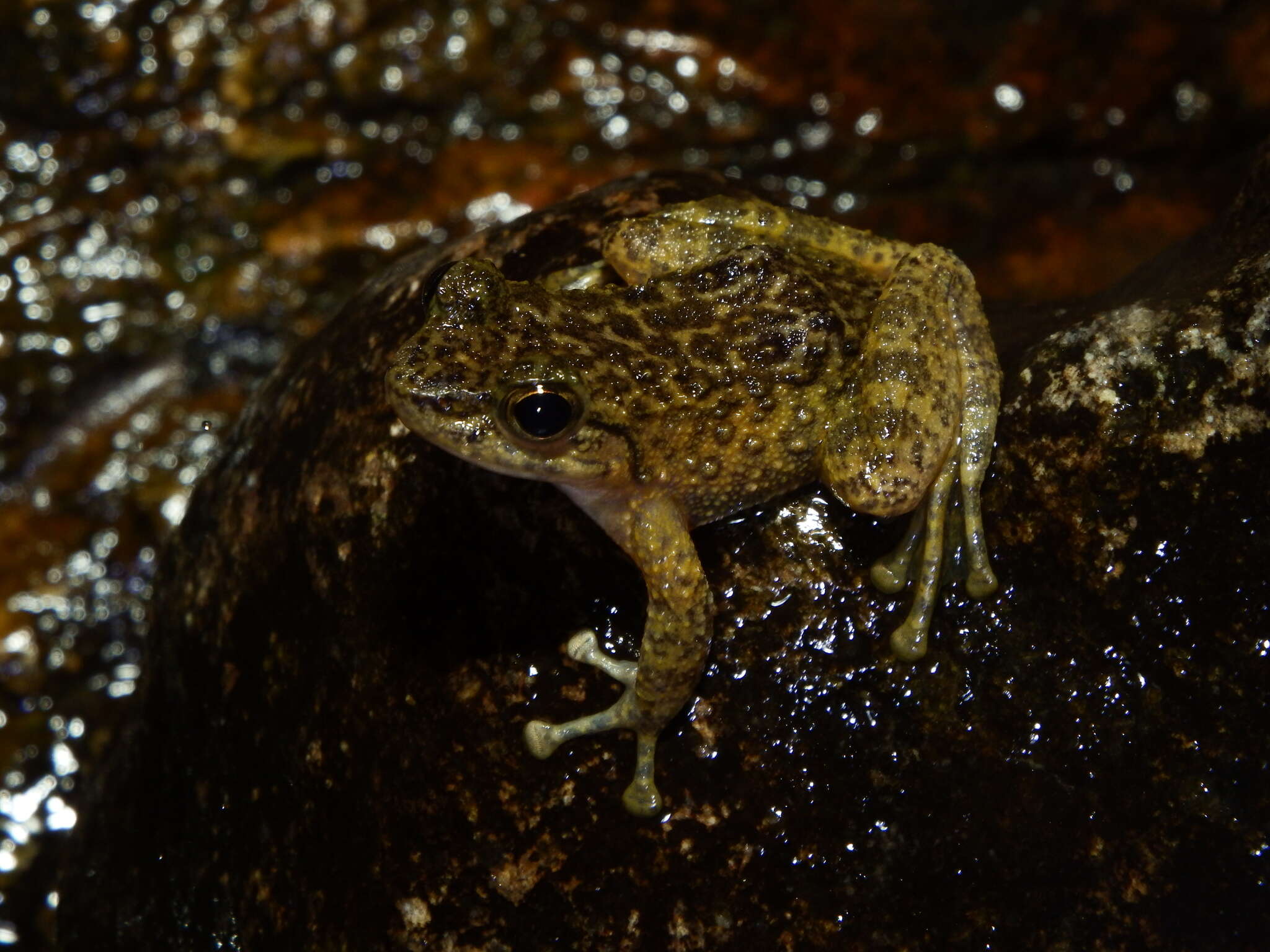 Imagem de Amolops albispinus Sung, Hu, Wang, Liu & Wang 2016