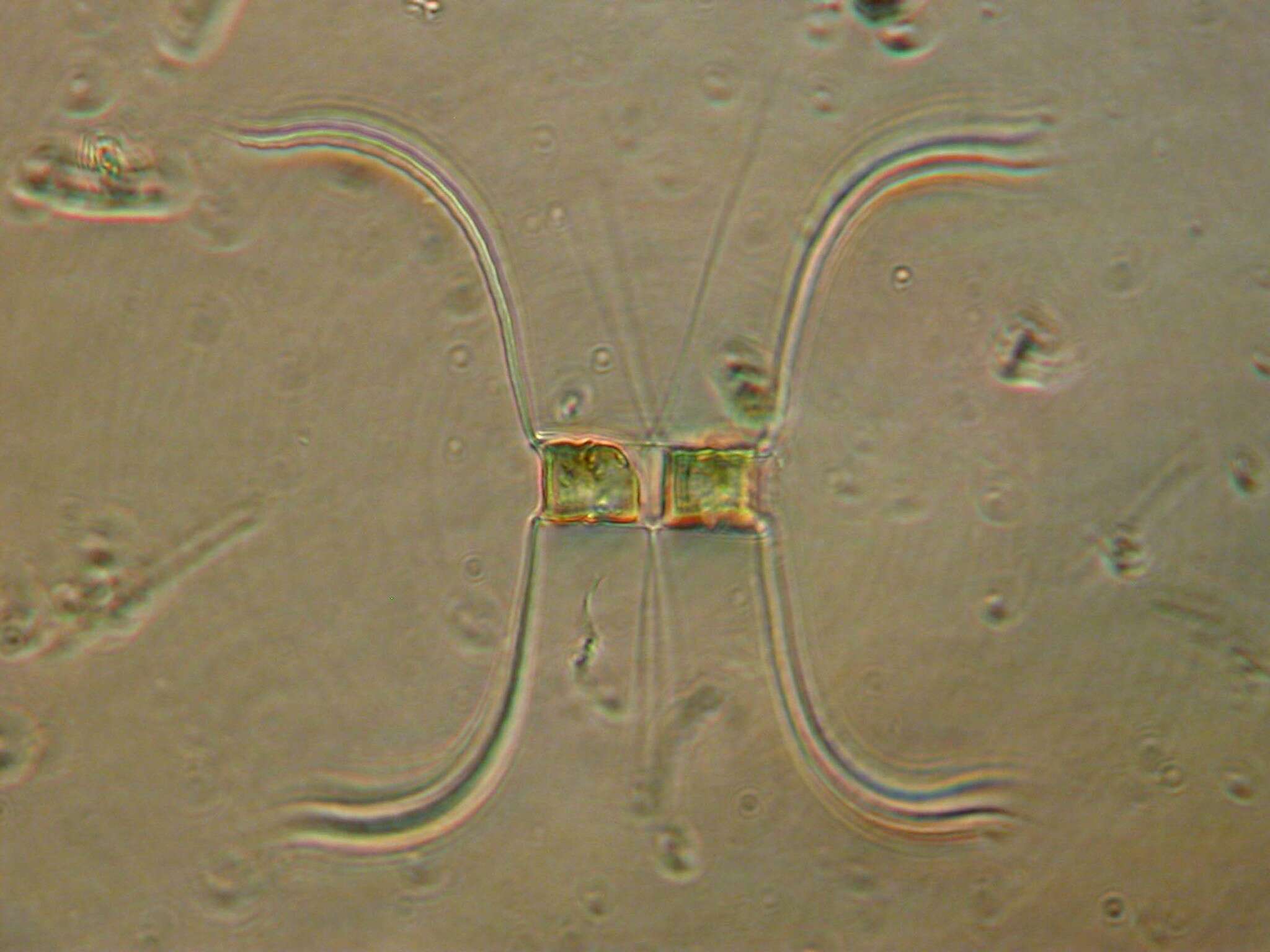 Chaetoceros affinis resmi