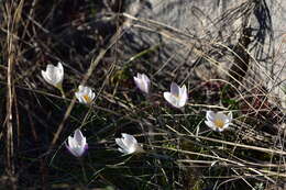 Image of Crocus weldenii Hoppe & Fürnr.