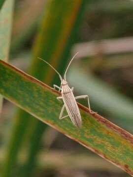 Stenodema calcarata (Fallen 1807) resmi