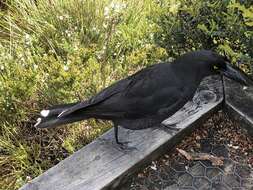 Image of Black Currawong